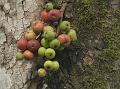 Common Red-Stem Fig